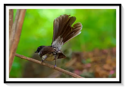 FANTAIL