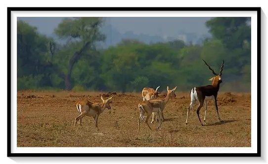 BLACK BUCKS