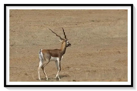 BLACK BUCK