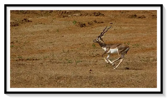 BLACK BUCK
