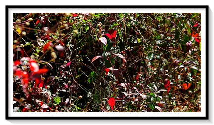 NATURE PLANTS