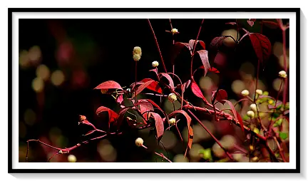 NATURE PLANTS