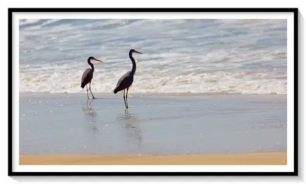 SEA HERONS