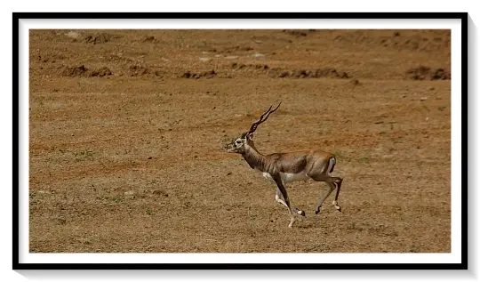 BLACK BUCK