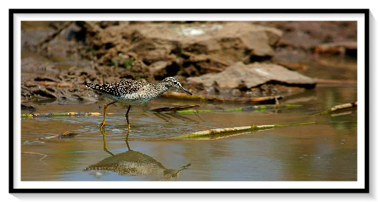 SAND PIPER