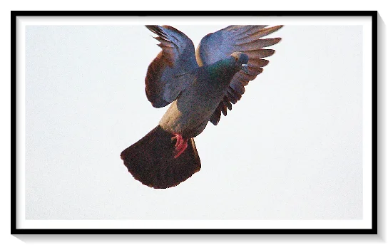 PIGEON WILDL