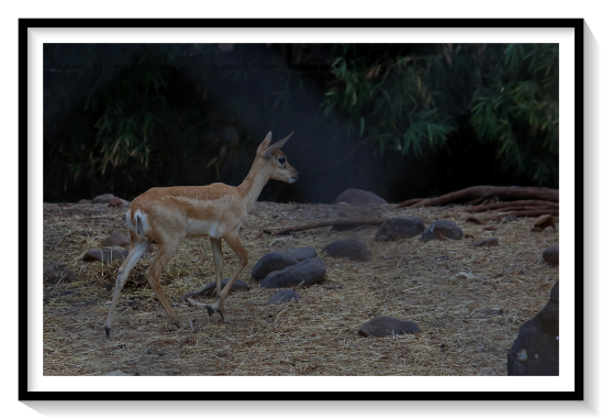 Babay Black BuckThe Old World deer include the 11 species of tropical Asian muntjacs (genus Muntiacus), the most primitive deer; males bear tusks and antlers on tall antler pedicles. The next evolutionary step is represented by tropical and subtropical deer that have a basic three-pronged antler plan.hunting, sport that involves the seeking, pursuing, and killing of wild animals and birds, called game and game birds, primarily in modern times with firearms but also with bow and arrow. In Great Britain and western Europe, hunting is the term employed for the taking of wild animals with the aid of hounds that hunt by scent, whereas the sport of taking small game and game birds with a gun is known as shooting. In the United States and elsewhere, the term hunting is used for both hunting and shooting. In fox hunting, the kill is made by the hounds.