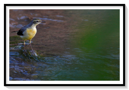 Yellow Wagtail BirdThe western yellow wagtail (Motacilla flava) is a small passerine bird in the wagtail family Motacillidae, which also includes the pipits and longclaws. This species breeds in much of temperate Europe and Asia. Most populations are migratory, moving south to tropical Africa and southern Asia for the winter; the small population breeding in Egypt is however resident there. It is a slender 15–16 cm long bird, with the characteristic long, constantly wagging tail of its genus. It is the shortest tailed of the European wagtails. The breeding adult male is basically olive above and yellow below. In other plumages, particularly in juveniles, the yellow may be diluted to whitish. The heads of breeding males come in a variety of colours and patterns depending on subspecies.
