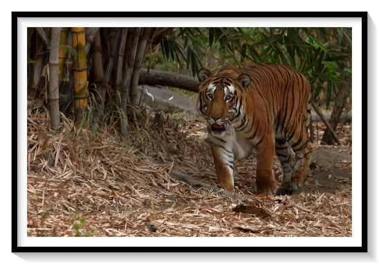 Bengsl Tiger Of IndiaThe Bengal tiger or Royal Bengal tiger is a population of the Panthera tigris tigris subspecies and the nominate tiger subspecies. It ranks among the biggest wild cats alive today. It is estimated to have been present in the Indian subcontinent since the Late Pleistocene for about 12,000 to 16,500 years. Its historical range covered the Indus River valley until the early 19th century, almost all of India, western Pakistan, southern Nepal, Bangladesh, Bhutan and southwestern China. Today, it inhabits India, Bangladesh, Nepal, Bhutan, and southwestern China. It is threatened by poaching, habitat loss and habitat fragmentation.The Bengal tiger is defined by three distinct mitochondrial nucleotide sites and 12 unique microsatellite alleles. The pattern of genetic variation in the Bengal tiger corresponds to the premise that it arrived in India approximately 12,000 years ago.