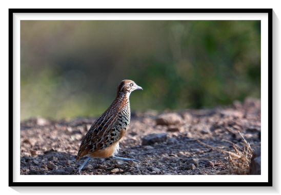 Buttonquail or hemipodes are members of a small family of birds, Turnicidae, which resemble, but are not closely related to, the quails of Phasianidae. They inhabit warm grasslands in Asia, Africa, Europe, and Australia. There are 18 species in two genera, with most species placed in the genus Turnix and a single species in the genus Ortyxelos. Buttonquails are small, drab, running birds, which avoid flying. The female is the more richly colored of the sexes. While the quail-plover is thought to be monogamous, Turnix buttonquails are sequentially polyandrous; both sexes cooperate in building a nest in the earth, but normally only the male incubates the eggs and tends the young, while the female may go on to mate with other males.