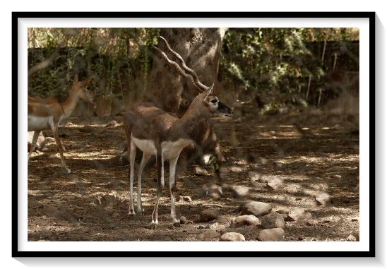 Black BuckThe blackbuck is a diurnal antelope, though is less active at noon when summer temperatures rise. It can run at a speed of 80 kilometres per hour (50 mph).[8] Group size fluctuates and seems to depend on the availability of forage and the nature of the habitat. Large herds have an edge over smaller ones in that danger can be detected faster, though individual vigilance is lower in the former. Large herds spend more time feeding than small herds. A disadvantage for large herds, however, is that traveling requires more resourcesThe blackbuck has associations with the Indian culture. The antelope might have been a source of food in the Indus Valley civilisation (3300–1700 BCE); bone remains have been discovered in sites such as Dholavira