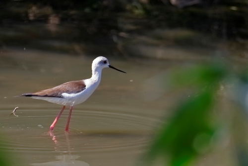 Black Winged Stilt Bird Stilt is a common name for several species of birds in the family Recurvirostridae, which also includes those known as avocets. They are found in brackish or saline wetlands in warm or hot climates. They have extremely long legs, hence the group name, and long thin bills. Stilts typically feed on aquatic insects and other small creatures and nest on the ground surface in loose colonies.