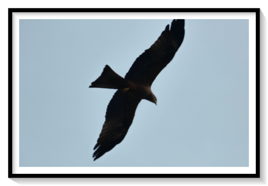 Black Kite BirdBlack kites are most often seen gliding and soaring on thermals as they search for food. Their flight is buoyant and the bird glides effortlessly, changing directions easily. They will swoop down with their legs lowered to snatch small live prey, fish, household refuse and carrion, for which behaviour they are known in British military slang as the shite-hawk. They are opportunist hunters and have been known to take birds, batsThe species is not found in the Indonesian archipelago between the South East Asian mainland and the Wallace Line.