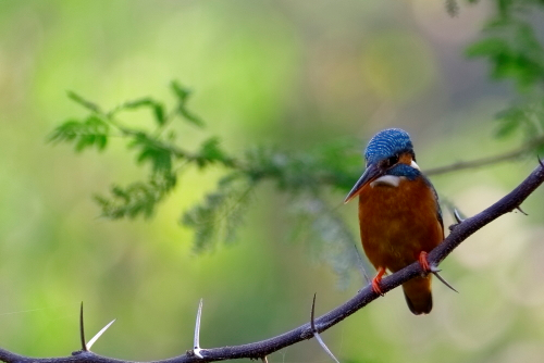 Blue KingFisher Bird Kingfishers are a family, the Alcedinidae, of small to medium-sized, brightly coloured birds in the order Coraciiformes. They have a cosmopolitan distribution, with most species living in the tropical regions of Africa, Asia, and Oceania, but also can be found in Europe and the Americas. They can be found in deep forests near calm ponds and small rivers. The family contains 118 species and is divided into three subfamilies and 19 genera. All kingfishers have large heads, long, sharp, pointed bills, short legs, and stubby tails. Most species have bright plumage with only small differences between the sexes. Most species are tropical in distribution, and a slight majority are found only in forests.