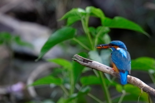 The KingFisher Bird The irises of most species are dark brown. The kingfishers have excellent vision; they are capable of binocular vision and are thought in particular to have good colour vision. They have restricted movement of their eyes within the eye sockets, instead using head movements to track prey. In addition, they are capable of compensating for the refraction of water and reflection when hunting prey underwater, and are able to judge depth under water accurately. They also have nictitating membranes that cover the eyes to protect them when they hit the water; the pied kingfisher has a bony plate, which slides across the eye when it hits the water