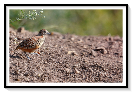 Buttonquails are small, drab, running birds, which avoid flying. The female is the more richly colored of the sexes. While the quail-plover is thought to be monogamous, Turnix buttonquails are sequentially polyandrous; both sexes cooperate in building a nest in the earth, but normally only the male incubates the eggs and tends the young, while the female may go on to mate with other males.