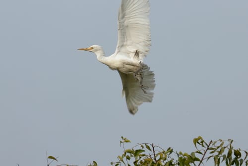 Cattle Egret bird flight on The western cattle egret has undergone one of the most rapid and wide-reaching natural expansions of any bird species. It was originally native to parts of southern Spain and Portugal, tropical and subtropical Africa, and humid tropical and subtropical Asia. At the end of the 19th century, it began expanding its range into southern Africa, first breeding in the Cape Province in 1908.