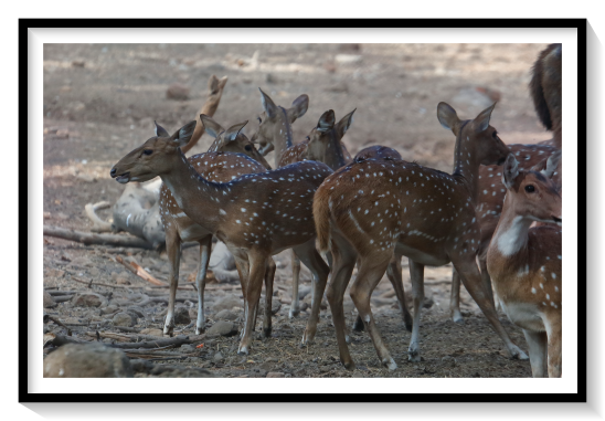 Cheetal or Shrilankan DeerThe chital is a moderately sized deer. Males reach up to 90–100 cm (35–39 in) and females 65–75 cm (26–30 in) at the shoulder; the head-and-body length is around 1.7 m (5 ft 7 in). While immature males weigh 30–75 kg (66–165 lb), the lighter females weigh 25–45 kg (55–99 lb). Mature stags can weigh up to 98–110 kg (216–243 lb)The tail, 20 cm (7.9 in) long, is marked by a dark stripe that stretches along its length. The species is sexually dimorphic; males are larger than females, and antlers are present only on males.The newborn is hidden for a week after birth, a period much shorter than most other deer. The mother-fawn bond is not very strong, as the two get separated often, though they can reunite easily as the herds are cohesive. If the fawn dies, the mother can breed once again so as to give birth twice that year. The males continue their growth till seven to eight years. The average lifespan in captivity is nearly 22 years. The longevity in the wild, however, is merely five to ten years.
