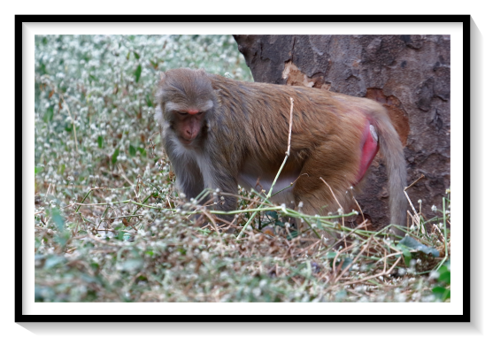 Chinese Indo MacqueThe Tibetan macaque lives in mixed sex groups. In their complex social system, females remain for life in their natal group, but males disperse shortly after their adolescence (at about 8 years old). Macaque societies are hierarchical, with higher-ranking males getting better access to the resources, namely food and sexually-receptive females. Alpha males dominate the group, being those that are typically large, strong and newly mature. As they age, males tend to gradually lose their social standing and are frequently subject to challenges for dominance from other males. Such conflicts are frequently quite violent and males may kill each other in battle. Studies of Tibetan macaques at Mount Emei and Huangshan Mountains, China, found the average tenure for an alpha male only lasted about one year. When troop size becomes quite large (in the 40 to 50 range) and competition grows over increasingly stretched resources, some individuals (males, females and juveniles) split from the main group to form a new, smaller group, known as 'fissioning', and move on to a different home range. Usually, it is the lowest-ranking individuals that will split from the main group.Females first breed at around five years of age. The gestation period is six months with a single offspring being produced at each pregnancy. Most infants being born in January and February. Young macaques are nursed for a year and may continue to do so longer if the female does not give birth again the following year. Males of the group may also be involved in alloparental care. This diurnal species spends most of its time on the ground, where it forages for leaves, fruit, grass and, to a lesser extent, flowers, seeds, roots and insects. When available, bamboo shoots, fruits and leaves are particularly favoured.