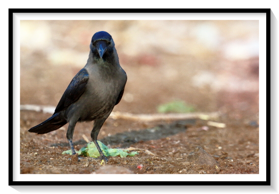 Colombo Hose Crow BirdThe house crow (Corvus splendens), also known as the Indian, greynecked, Ceylon or Colombo crows a common bird of the crow family that is of Asian origin but now found in many parts of the world, where they arrived assisted by shipping. It is between the jackdaw and the carrion crow in size (40 cm (16 in) in length) but is slimmer than either. The forehead, crown, throat and upper breast are a richly glossed black, whilst the neck and breast are a lighter grey-brown in colour. The wings, tail and legs are black. There are regional variations in the thickness of the bill and the depth of colour in areas of the plumage.