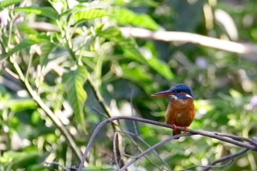 The finches are primarily granivorous, but euphoniines include considerable amounts of arthropods and berries in their diet, and Hawaiian honeycreepers evolved to utilize a wide range of food sources, including nectar. The diet of Fringillidae nestlings includes a varying amount of small arthropods. True finches have a bouncing flight like most small passerines, alternating bouts of flapping with gliding on closed wings. Most sing well and several are commonly seen cagebirdsComman King Fisher Bird