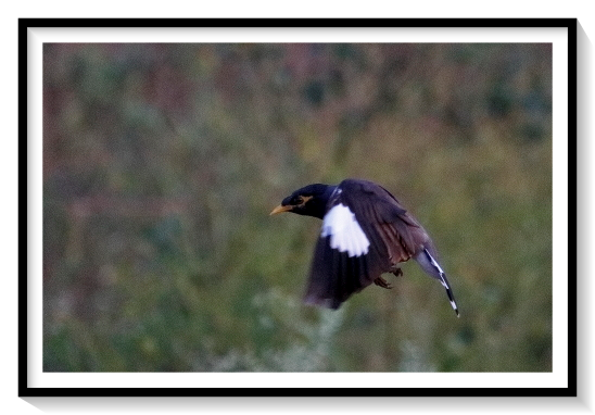 Comman Manyana BirdThe common myna or Indian myna (Acridotheres tristis), sometimes spelled mynah,[2] is a bird in the family Sturnidae, native to Asia. An omnivorous open woodland bird with a strong territorial instinct, the common myna has adapted extremely well to urban environments. The range of the common myna is increasing at such a rapid rate that in 2000 the IUCN Species Survival Commission declared it one of the world's most invasive species and one of only three birds listed among "100 of the World's Worst Invasive Species" that pose a threat to biodiversity, agriculture and human interests.