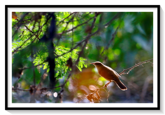 Garden Warbler BirdThe garden warbler (Sylvia borin) is a common and widespread small bird that breeds in most of Europe and in the Palearctic to western Siberia. It is a plain, long-winged and long-tailed typical warbler with brown upperparts and dull white underparts; the sexes are similar and juveniles resemble the adults. Its two subspecies differ only slightly and interbreed where their ranges overlap. Due to its lack of distinguishing features, this species can be confused with a number of other unstreaked warblers. The garden warbler's rich melodic song is similar to that of the blackcap, its closest relative, which competes with it for territory when nesting in the same woodland.