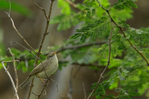 Finch Bird The finches have a near-global distribution, being found across the Americas, Eurasia and Africa, as well as some island groups such as the Hawaiian islands. They are absent from Australasia, Antarctica, the Southern Pacific and the islands of the Indian Ocean, although some European species have been widely introduced in Australia and New Zealand.