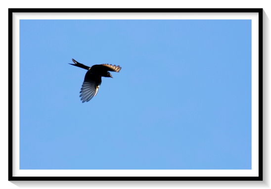 Black Drongo BirdThe black drongo (Dicrurus macrocercus) is a small Asian passerine bird of the drongo family Dicruridae. It is a common resident breeder in much of tropical southern Asia from southwest Iran through Pakistan, India, Bangladesh and Sri Lanka east to southern China and Indonesia and accidental visitor of Japan. It is an all black bird with a distinctive forked tail and measures 28 cm (11 in) in length. It feeds on insects, and is common in open agricultural areas and light forest throughout its range, perching conspicuously on a bare perch or along power or telephone lines.