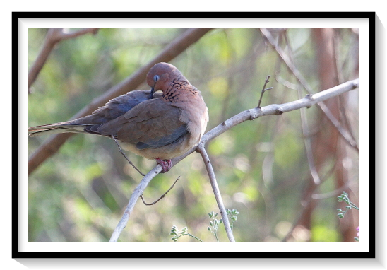 Laughing Dove Bird RestingThe laughing dove (Spilopelia senegalensis) is a small pigeon that is a resident breeder in Africa, the Middle East, South Asia, and Western Australia where it has established itself in the wild after being released from Perth Zoo in 1898.[2] This small long-tailed dove is found in dry scrub and semi-desert habitats where pairs can often be seen feeding on the ground. It is closely related to the spotted dove (Spilopelia chinensis) which is distinguished by a white and black chequered necklace. Other names include laughing turtle dove, palm dove and Senegal dove while in Asia the name little brown dove is often used.