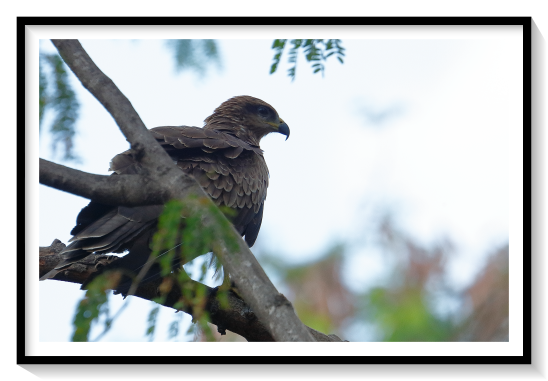 Eagle or Kite Bird IndiaIn 1824, Vigorsproposed five divisions or stirpes of the family Falconidae: Aquilina (eagles), Accipitrina (hawks), Falconina (falcons), Buteonina (buzzards) and Milvina (kites, containing two genera Elanus and Milvus). He characterized the kites as having weaker bill and feebler talons than the buzzards, tail more or less forked, and wings longer than the tailIn Elanus, he grouped the black-winged kite (now several Elanus spp.), scissor-tailed kite (now Chelictinia), and swallow-tailed kite (now Elanoides). These species all have pointed wings with the second primary the longest. The pattern of scales on the legs (acrotarsi) is reticulated, and the toes are separated. But Vigors noted that only the black-winged kite had rounded undersides on the nails of its talons, a trait found in the osprey but not in any other raptors, and thus suggested a separation of Elanus into two sections.By 2015, genetic research showed that many of the kite genera are related to honey-buzzards, and that the tiny bat hawk (Machaerhamphus or Macheirhamphus) is actually related to the huge harpy eagles. Several of the large kites are related more closely to the Buteo hawks (buzzards) than to the group of "true" kites and sea-eaglesKite is the common name for certain birds of prey in the family Accipitridae, particularly in subfamilies Milvinae, Elaninae, and Perninae.[1] The term is derived from Old English cȳta (“kite; bittern”)Some authors use the terms "hovering kite" and "soaring kite" to distinguish between Elanus and the milvine kites, respectively.