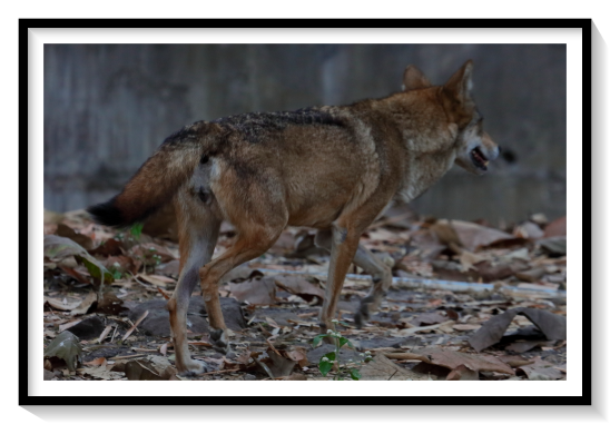Eurasian Wolf MamalThe common ancestor of the coyote and the wolf is admixed with a ghost population of an extinct unidentified canid. This canid was genetically close to the dhole and evolved after the divergence of the African hunting dog from the other canid species. The basal position of the coyote compared to the wolf has been proposed to be due to the coyote retaining more of the mitochondrial genome of this unidentified canid.Similarly, a museum specimen of a wolf from southern China collected in 1963 showed a genome that was 12–14% admixed from this unknown canid.In North America, some coyotes and wolves show varying degrees of past genetic admixture.In more recent times, some male Italian wolves originated from dog ancestry, which indicates female wolves will breed with male dogs in the wildIn the Caucasus Mountains, ten percent of dogs including livestock guardian dogs, are first generation hybrids.Although mating between golden jackals and wolves has never been observed, evidence of jackal-wolf hybridization was discovered through mitochondrial DNA analysis of jackals living in the Caucasus MountainsIn 2021, a genetic study found that the dog's similarity to the extant grey wolf was the result of substantial dog-into-wolf gene flow, with little evidence of the reverse