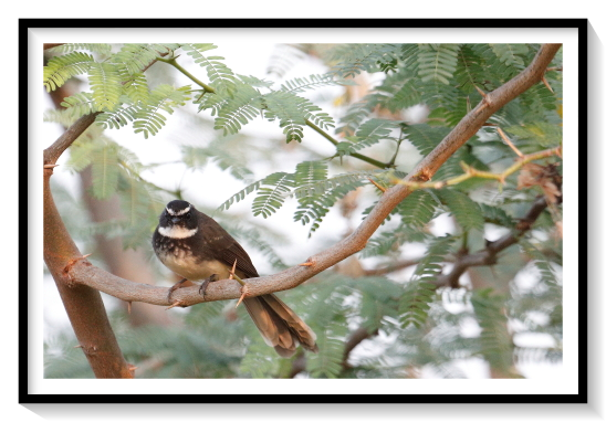 Fantail BirdFantails are an Australasian family that has spread from as far as Samoa to northern India. In the south the New Zealand fantail ranges as far as The Snares off New Zealand, in the eastern extent of the family has several endemic forms in western Polynesia. There are numerous species in Indonesia, the Philippines and in South East Asia, and the family ranges into southern China, India and the Himalayas. Some species have a widespread distribution, particularly the willie wagtail, grey fantail, white-throated fantail and northern fantail; others have a highly restricted range and in the case of some insular species may be restricted to a single island. The Mussau fantail is restricted to a single island in the Bismarck Archipelago, and the Kadavu fantail has a similarly restricted distribution in the Kadavu Group of Fiji.