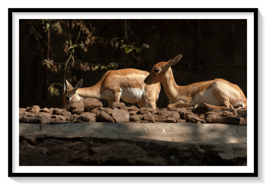 Female BlackBuckThe blackbuck (Antilope cervicapra), also known as the Indian antelope, is a medium-sized antelope native to India and Nepal. It inhabits grassy plains and lightly forested areas with perennial water sources. It stands up to 74 to 84 cm (29 to 33 in) high at the shoulder. Males weigh 20–57 kg (44–126 lb), with an average of 38 kg (84 lb). Females are lighter, weighing 20–33 kg (44–73 lb) or 27 kg (60 lb) on average. Males have 35–75 cm (14–30 in) long corkscrew horns, and females occasionally develop horns, as well. The white fur on the chin and around the eyes is in sharp contrast with the black stripes on the face. Both sexes' coats feature a two-tone colouration; in males, the majority of the body is dark brown to black, with white circles around the eyes, white ears and tail, and the belly, lower jaw, and inner legs also white. Females and juveniles are yellowish-fawn to tan and display the same white areas, only with more of a beige tone than the males. Females also feature a more pronounced horizontal white side-stripe, starting around the shoulder and ending at the rump. The blackbuck is the sole living member of the genus Antilope and was described by Carl Linnaeus in 1758. Two subspecies are recognized.The blackbuck is active mainly during the day. It forms three types of small groups: female, male, and young bachelor herds. Males often adopt lekking as a strategy to garner females for mating. While other males are not allowed into these territories, females often visit these places to forage. The male can thus attempt mating with her. The blackbuck is an herbivore and grazes on low grasses, occasionally browsing as well. Females become sexually mature at the age of eight months, but mate no earlier than two years of age. Males mature later, at 1.5 years. Mating takes place throughout the year. Gestation is typically six months long, after which a single calf is born. The lifespan is typically 10 to 15 years.