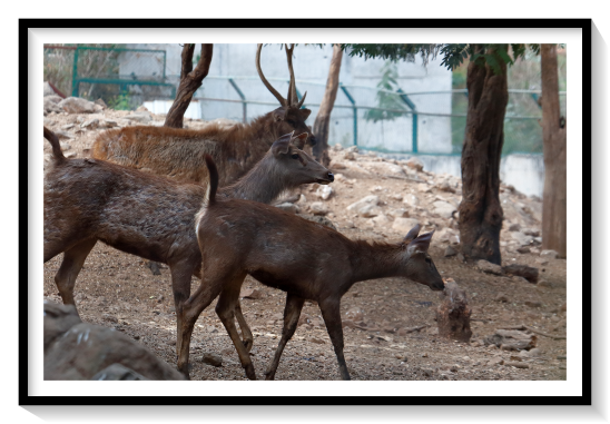Formason Sambar DeerThe appearance and the size of the sambar vary widely across its range, which has led to considerable taxonomic confusion in the past; over 40 different scientific synonyms have been used for the species. In general, they attain a height of 102 to 160 cm (40 to 63 in) at the shoulder and may weigh as much as 546 kg (1,204 lb), though more typically 100 to 350 kg (220 to 770 lb).Head and body length varies from 1.62 to 2.7 m (5.3 to 8.9 ft), with a 22 to 35 cm (8.7 to 13.8 in) tail.Head and body length varies from 1.62 to 2.7 m (5.3 to 8.9 ft), with a 22 to 35 cm (8.7 to 13.8 in) tail.[9] Individuals belonging to western subspecies tend to be larger than those from the east, and females are smaller than males Among all living cervid species, only the moose and the elk can attain larger sizes.The large, rugged antlers are typically rusine, the brow tines being simple and the beams forked at the tip, so they have only three tines. The antlers are typically up to 110 cm (43 in) long in fully adult individuals. As with most deer, only the males have antlersThe shaggy coat can be from yellowish brown to dark grey in colour, and while it is usually uniform in colour, some subspecies have chestnut marks on the rump and underparts. Sambar also have a small but dense mane, which tends to be more prominent in males. The tail is relatively long for deer, and is generally black above with a whitish underside