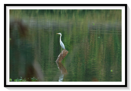 Great Indian Heron BirdHerons are long-legged, long-necked, freshwater and coastal birds in the family Ardeidae, with 74 recognised species, some of which are referred to as egrets or bitterns rather than herons. Members of the genus Botaurus are referred to as bitterns, and, together with the zigzag heron, or zigzag bittern, in the monotypic genus Zebrilus, form a monophyletic group within the Ardeidae. Egrets do not form a biologically distinct group from herons, and tend to be named differently because they are mainly white or have decorative plumes in breeding plumage. Herons, by evolutionary adaptation, have long beaks. The classification of the individual heron/egret species is fraught with difficulty, and no clear consensus exists about the correct placement of many species into either of the two major genera, Ardea and Egretta. Similarly, the relationships of the genera in the family are not completely resolved. However, one species formerly considered to constitute a separate monotypic family, the Cochlearidae or the boat-billed heron, is now regarded as a member of the Ardeidae. Although herons resemble birds in some other families, such as the storks, ibises, spoonbills, and cranes, they differ from these in flying with their necks retracted, not outstretched. They are also one of the bird groups that have powder down. Some members of this group nest colonially in trees, while others, notably the bitterns, use reed beds. A group of herons has been called a "siege"