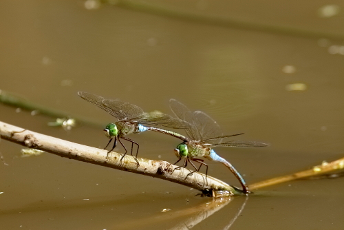 Green Dragon Fly A dragonfly is a flying insect belonging to the infraorder Anisoptera below the order Odonata. About 3,000 extant species of dragonflies are known. Most are tropical, with fewer species in temperate regions. Loss of wetland habitat threatens dragonfly populations around the world. Adult dragonflies are characterised by a pair of large, multifaceted, compound eyes, two pairs of strong, transparent wings, sometimes with coloured patches, and an elongated body. Many dragonflies have brilliant iridescent or metallic colours produced by structural coloration, making them conspicuous in flight. An adult dragonfly's compound eyes have nearly 24,000 ommatidia each.