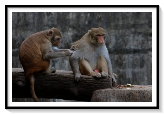 Grey MonkeysMonkey is a common name that may refer to most mammals of the infraorder Simiiformes, also known as simians. Traditionally, all animals in the group now known as simians are counted as monkeys except the apes. Thus monkeys, in that sense, constitute an incomplete paraphyletic grouping; however, in the broader sense based on cladistics, apes (Hominoidea) are also included, making the terms monkeys and simians synonyms in regard to their scope. In 1812, Étienne Geoffroy grouped the apes and the Cercopithecidae group of monkeys together and established the name Catarrhini, "Old World monkeys" ("singes de l'Ancien Monde" in French)Many monkey species are tree-dwelling (arboreal), although there are species that live primarily on the ground, such as baboons. Most species are mainly active during the day (diurnal). Monkeys are generally considered to be intelligent, especially the Old World monkeys. Within suborder Haplorhini, the simians are a sister group to the tarsiers – the two members diverged some 70 million years agoApes emerged within monkeys as sister of the Cercopithecidae in the Catarrhini, so cladistically they are monkeys as well. However, there has been resistance to directly designate apes (and thus humans) as monkeys, so "Old World monkey" may be taken to mean either the Cercopithecoidea (not including apes) or the Catarrhini (including apes).