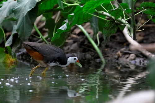 White Brested Water Hen The white-breasted waterhen (Amaurornis phoenicurus) is a waterbird of the rail and crake family, Rallidae, that is widely distributed across South and Southeast Asia. They are dark slaty birds with a clean white face, breast and belly. They are somewhat bolder than most other rails and are often seen stepping slowly with their tail cocked upright in open marshes or even drains near busy roads. They are largely crepuscular in activity and during the breeding season, just after the first rains, make loud and repetitive croaking calls