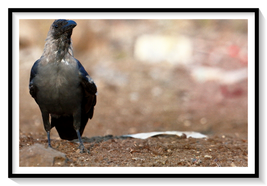 House Crow BirdIt has a widespread distribution in southern Asia, being native to Nepal, Bangladesh, India, Pakistan, Sri Lanka, Maldives and Laccadive Islands, southern Myanmar, south Thailand, and coastal southern Iran. It was introduced to East Africa around Zanzibar (about 1897A population between 200 and 400 birds has been present in Sham Shui Po, New Kowloon, Hong Kong, in particular Lai Kok Estate and Sham Shui Po Park, as well as Kowloon Tsai Park in Kowloon TsaiAn individual has been present in Cork Harbour on the south coast of Ireland since early September 2010