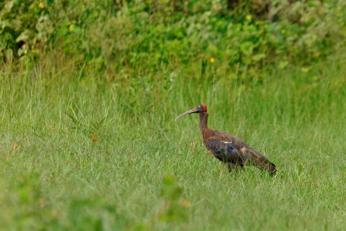 Glossy Ibis Bird This species is a mid-sized ibis. It is 48–66 cm (19–26 in) long, averaging around 59.4 cm (23.4 in) with an 80–105 cm (31–41 in) wingspanThe culmen measures 9.7 to 14.4 cm (3.8 to 5.7 in) in length, each wing measures 24.8–30.6 cm (9.8–12.0 in), the tail is 9–11.2 cm (3.5–4.4 in) and the tarsus measures 6.8–11.3 cm (2.7–4.4 in)