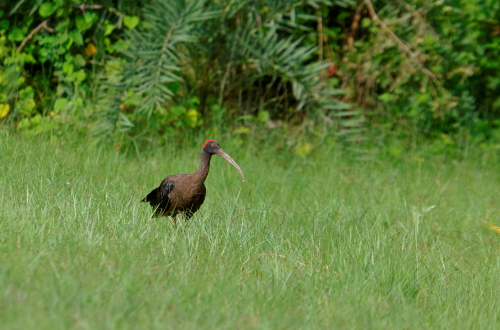 Ibis Bird Glossy This is the most widespread ibis species, breeding in scattered sites in warm regions of Europe, Asia, Africa, Australia, and the Atlantic and Caribbean regions of the Americas.The glossy ibis was first documented in the New World in 1817 (New Jersey). Audubon saw the species just once in Florida in 1832. It expanded its range substantially northwards in the 1940s and to the west in the 1980s