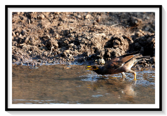 Indian Myna Bird Sipping WaterMynas are not a natural group instead, the term mynas is used for any starling in the Indian subcontinent, regardless of their relationships. This range was colonized twice during the evolution of starlings, first by rather ancestral starlings related to the coleto and Aplonis lineages, and millions of years later by birds related to the common starling and wattled starling's ancestors. These two groups of mynas can be distinguished in the more terrestrial adaptions of the latter, which usually also have less glossy plumage, except on the heads, and longer tails. The Bali myna, which is critically endangered and nearly extinct in the wild, is highly distinctive.