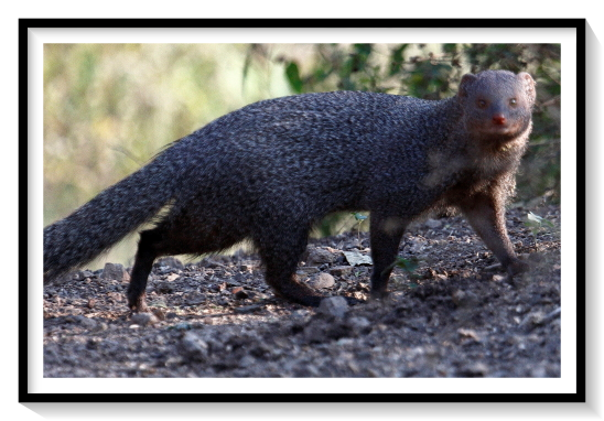 Indian MangooseMongooses have long faces and bodies, small, rounded ears, short legs, and long, tapering tails. Most are brindled or grizzly; a few have strongly marked coats which bear a striking resemblance to mustelids. Their nonretractile claws are used primarily for digging. Mongooses, much like goats, have narrow, ovular pupils. Most species have a large anal scent gland, used for territorial marking and signaling reproductive status Mongooses are one of at least four known mammalian taxa with mutations in the nicotinic acetylcholine receptor that protect against venom Their modified receptors prevent the snake venom α-neurotoxin from binding. These represent four separate, independent mutations. In the mongoose, this change is effected, uniquely, by glycosylation