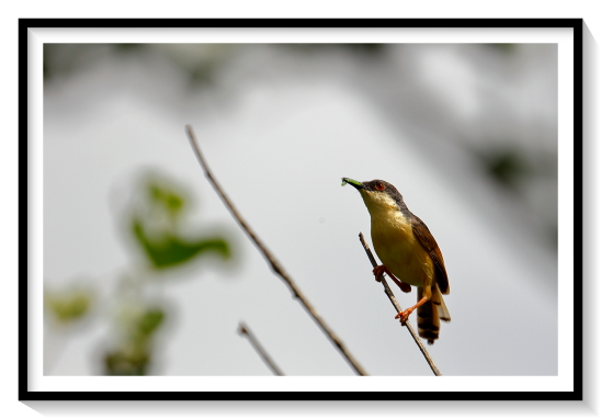 Indian Prina BirdPrinia is a genus of small insectivorous birds belonging to the passerine bird family Cisticolidae. They were at one time classed in the Old World warbler family, Sylviidae. The prinias are sometimes referred to as wren-warblers. They are a little-known group of the tropical and subtropical Old World, the roughly thirty species being divided fairly equally between Africa and Asia. These are birds mainly of open habitats such as long grass or scrub, in which they are not easily seen. They are mainly resident, migration being limited to local cold weather movements. Non-breeding birds may form small flocks. Prinias have short wings but long tapering tails. They are fairly drab birds, brown or grey above (sometimes with dark streaks) and whitish below. Some species have different breeding and non-breeding plumages. The bill is a typical insectivore's, thin and slightly curved.
