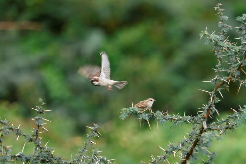 Old World Sparrow Bird Old World sparrows are a group of small passerine birds forming the family Passeridae. They are also known as true sparrows, a name also used for a particular genus of the family,
