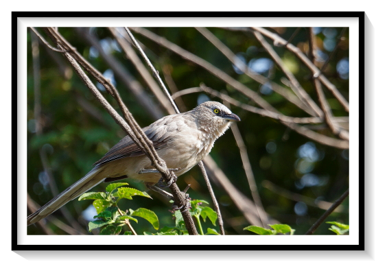 Indian Babler Bird