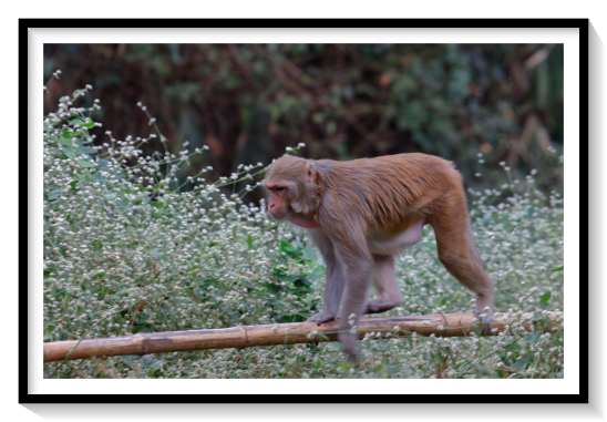 IndoChines Rheus MacaqueCertain species under the genus Macaca have become invasive in certain parts of the world, while others that survive in forest habitats remain threatened. The long-tailed macaque (M. fascicularis) is listed as a threat and invasive alien species in Mauritius, along with the rhesus macaques (M. mulatta) in FloridaOn the island of Mauritius, they have created serious conservation concerns for other endemic species. They consume seeds of native plants and aid in the spread of exotic weeds throughout the forests. This changes the composition of the habitats and allows them to be rapidly overrun by invasive plants.Macaques are highly adaptable to different habitats and climates and can tolerate a wide fluctuation of temperatures and live in varying landscape settings. They easily adapt to human-built environments and can survive well in urban settings if they are able to obtain food. They can also survive in completely natural settings absent of humans. The ecological and geographic ranges of the macaque are the widest of any non-human primate. Their habitats include the tropical rainforests of Southeast Asia, Sri Lanka, India, arid mountains of Pakistan and Afghanistan, and temperate mountains in Algeria, Japan, China, Morocco, and Nepal. Some species also inhabit villages and towns in cities in AsiaA probable Early Pliocene macaque molar from the Red Crag Formation (Waldringfield, United Kingdom), represents one of the oldest and northernmost records of the genus in Europe reported to date.