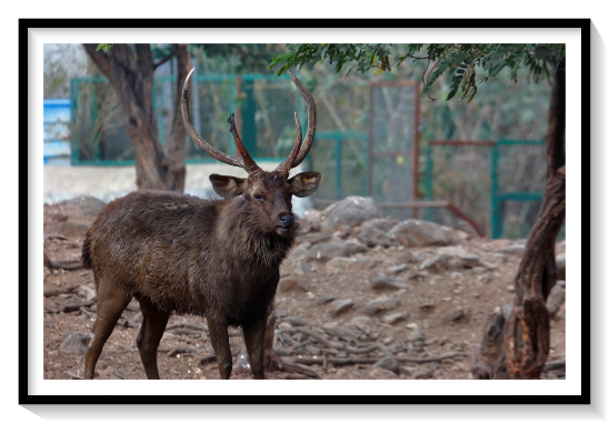 Javar or sambar DeerThe appearance and the size of the sambar vary widely across its range, which has led to considerable taxonomic confusion in the past; over 40 different scientific synonyms have been used for the species. In general, they attain a height of 102 to 160 cm (40 to 63 in) at the shoulder and may weigh as much as 546 kg (1,204 lb), though more typically 100 to 350 kg (220 to 770 lb)Head and body length varies from 1.62 to 2.7 m (5.3 to 8.9 ft), with a 22 to 35 cm (8.7 to 13.8 in) tail.[9] Individuals belonging to western subspecies tend to be larger than those from the east, and females are smaller than males.[3] Among all living cervid species, only the moose and the elk can attain larger sizesThe shaggy coat can be from yellowish brown to dark grey in colour, and while it is usually uniform in colour, some subspecies have chestnut marks on the rump and underparts. Sambar also have a small but dense mane, which tends to be more prominent in males. The tail is relatively long for deer, and is generally black above with a whitish underside.Adult males and pregnant or lactating females possess an unusual hairless, blood-red spot located about halfway down the underside of their throats. This sometimes oozes a white liquid, and is apparently glandular in nature