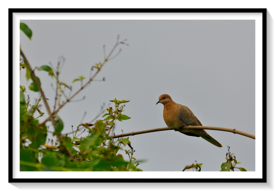 Laughing Dove BirdIt is a common and widespread species in scrub, dry farmland, and in areas of human habitation, often becoming very tame. Its range includes much of Sub-Saharan Africa, Saudi Arabia, Iran, Iraq, Afghanistan, Pakistan, and India. It is also found in Cyprus, Palestine, Israel, Lebanon, Syria, Jordan, the UAE, and Turkey (these populations may be derived from human introductions). They are mostly sedentary but some populations may make movements. Birds ringed in Gujarat have been recovered 200 km north in Pakistan and exhausted birds have been recorded landing on ships in the Arabian Sea